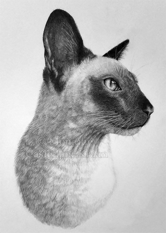 570x800 Portrait Of Inch Pet Portrait In Graphite. Art By - Toto Sketch
