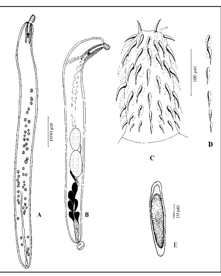 714x890 Solearhynchus Soleae. Host Solea Vulgaris. A Female In Toto B - Toto Sketch