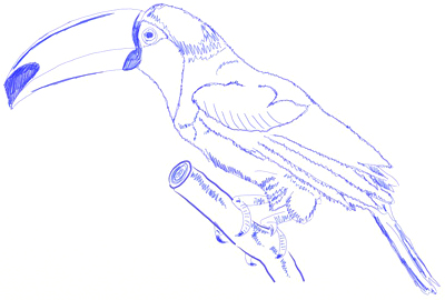400x270 How To Draw A Toucan - Toucan Bird Sketch