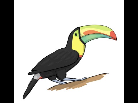 480x360 How To Draw A Toucan - Toucan Bird Sketch