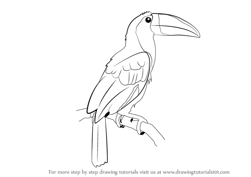 800x566 Learn How To Draw A Toucan (Birds) Step By Step Drawing Tutorials - Toucan Bird Sketch