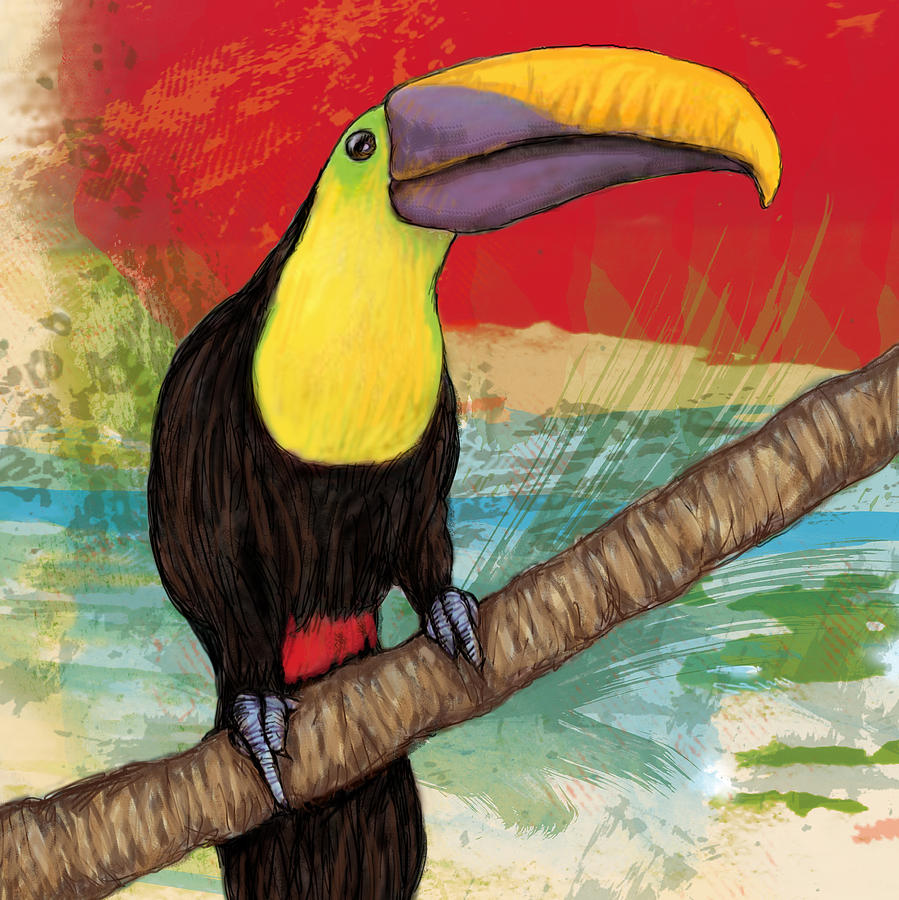 899x900 Rainforest Bird - Toucan Bird Sketch