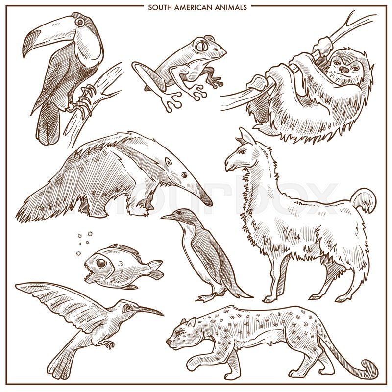 800x800 South American Animals And Birds Sketch. Vector Isolated Toucan - Toucan Bird Sketch