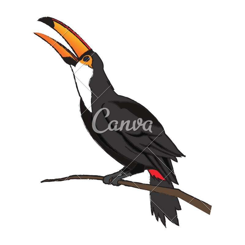 800x800 Toucan Bird Sketch - Toucan Bird Sketch
