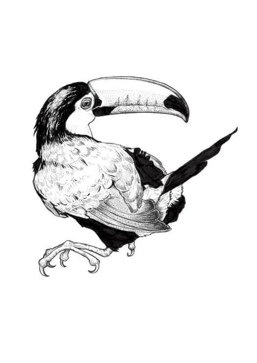 526x744 Toucan Ink Drawing A5 Print - Toucan Bird Sketch