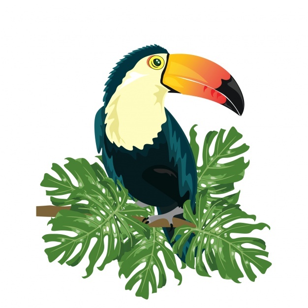 626x626 Toucan Vectors, Photos And Psd Files Free Download - Toucan Bird Sketch