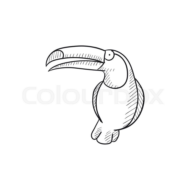 800x800 Toucan Vector Sketch Icon Isolated On Background. Hand Drawn - Toucan Bird Sketch