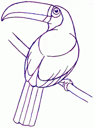 184x250 How To Draw A Toucan - Toucan Bird Sketch