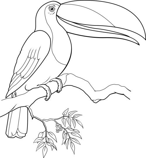 500x540 Toucan Drawing Free Coloring Pages, Disney Coloring Pages - Toucan Bird Sketch
