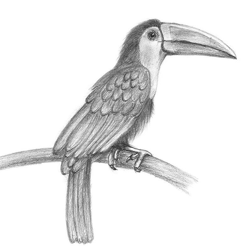 800x800 Pencil Sketch Of Toucan - Toucan Sketch