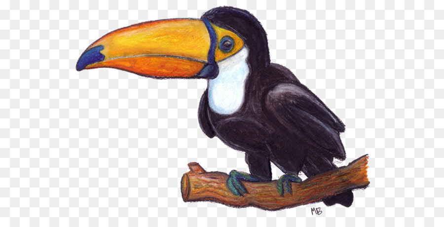 900x460 Toucan Drawing Watercolor Painting Pencil Sketch - Toucan Sketch
