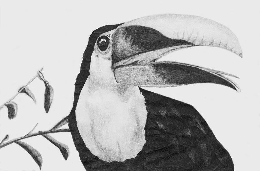 900x591 Toucan Drawing By Sara Coolidge - Toucan Sketch