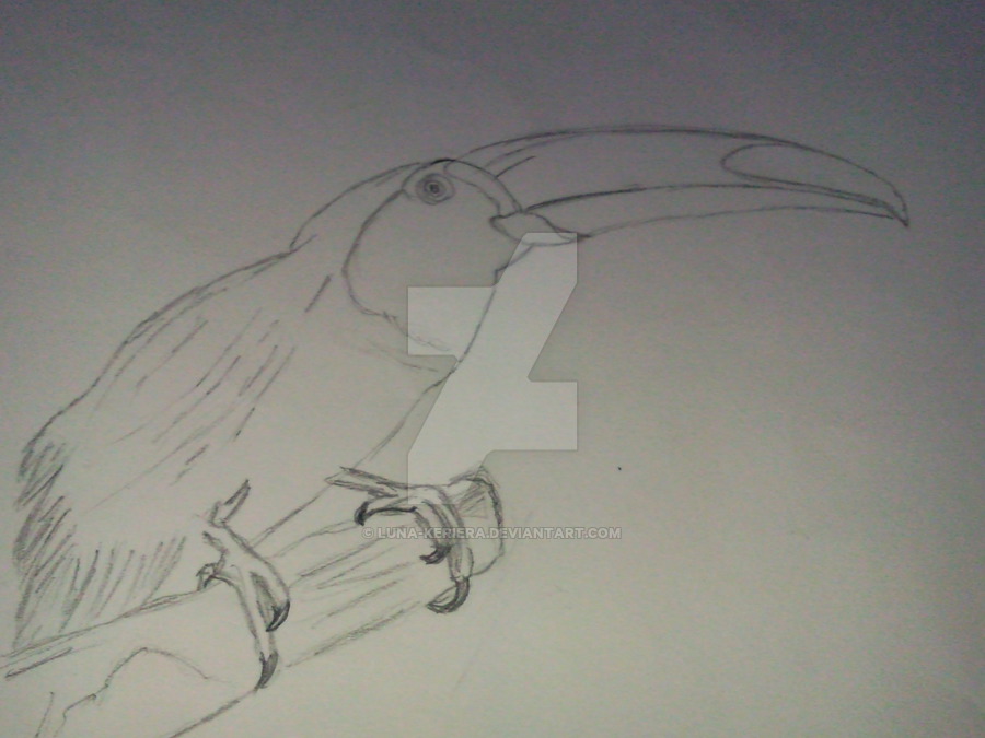 900x675 Toucan Sketch By Luna Keriera - Toucan Sketch