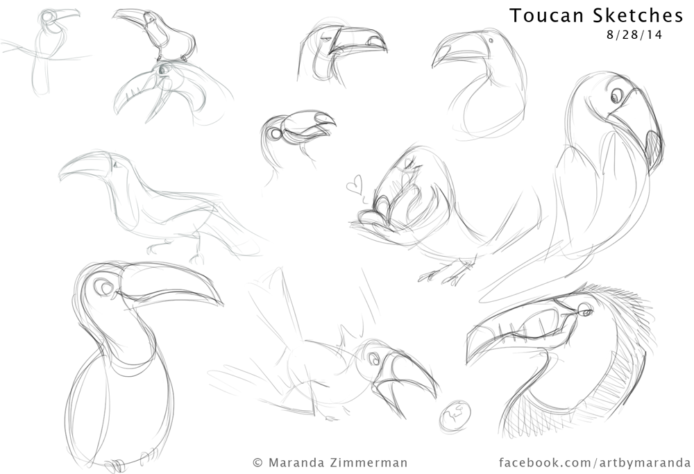 1000x683 Toucan Sketches By Coloran - Toucan Sketch