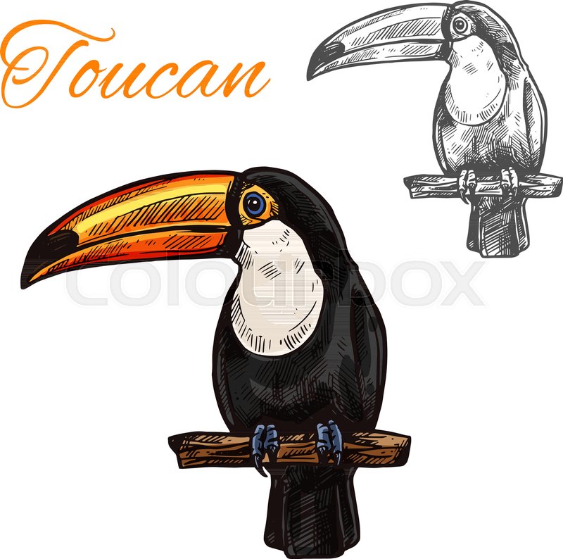 800x794 Toucan Sketch With Bird Of South American Tropical Jungle. Exotic - Toucan Sketch