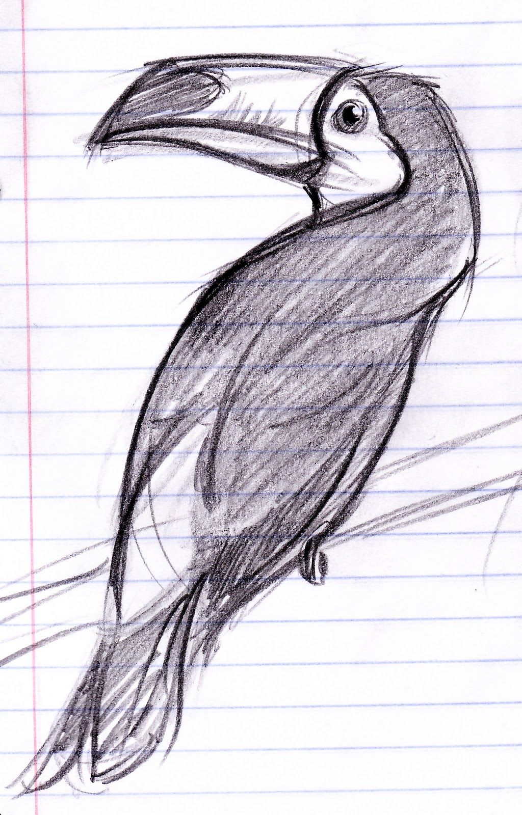 1024x1600 Toucan Sketch. Illumination Motivation Sketches - Toucan Sketch