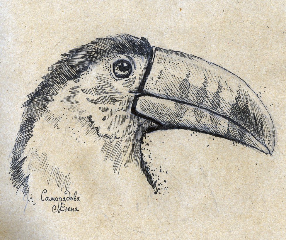 976x818 Toucan Sketch.pen Work By Agrotemp - Toucan Sketch