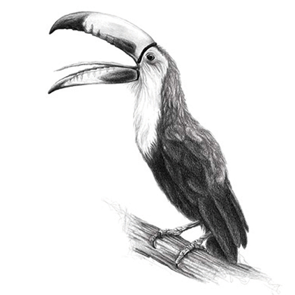 600x600 Toucan Creating United Empowerment - Toucan Sketch