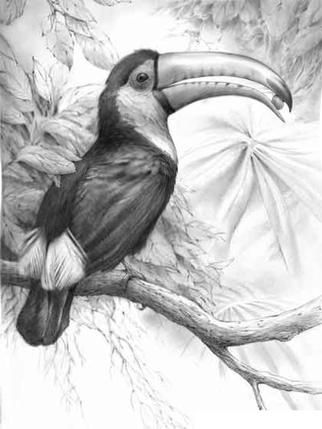 322x429 Pencil Drawing Of Bird - Toucan Sketch