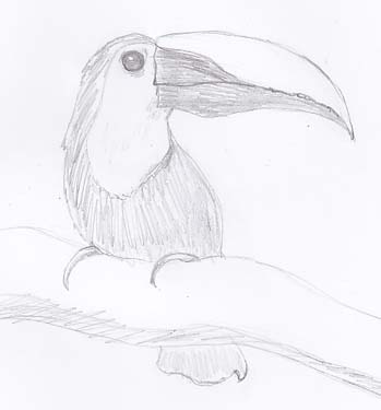 349x375 The Fine Art And Ramblings Of Lisa Isabella Russo Chestnut Toucan - Toucan Sketch