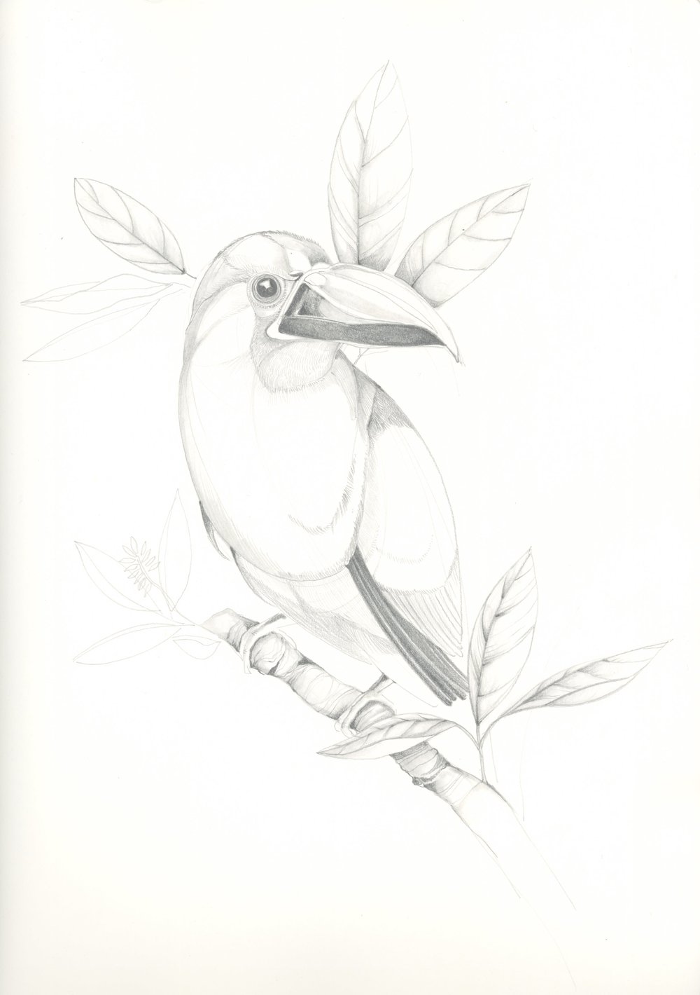 1000x1420 Toucan, Sketch K. Wornson - Toucan Sketch