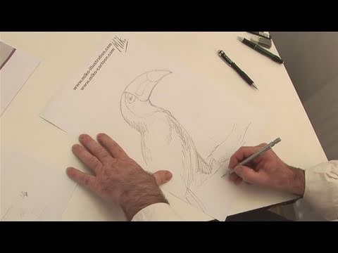 480x360 How To Sketch A Toucan - Toucan Sketch