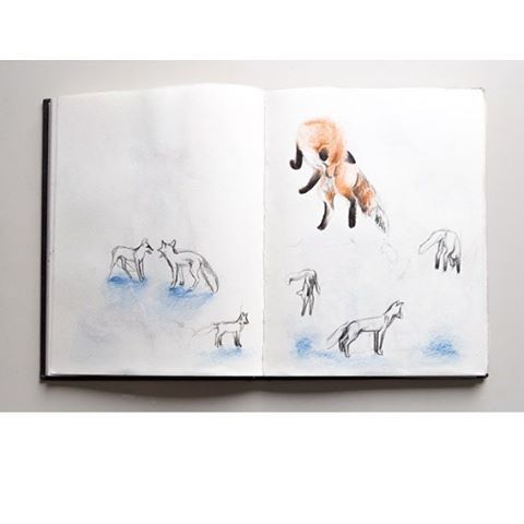480x480 Miammmiam Sketch Book From 2015. Studies Of Fox Jumping On - Trampoline Sketch