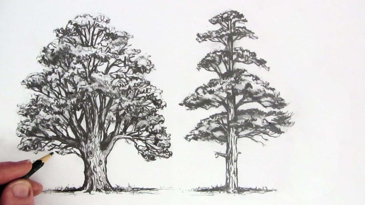 1280x720 How To Draw Trees - Tree Art Sketch