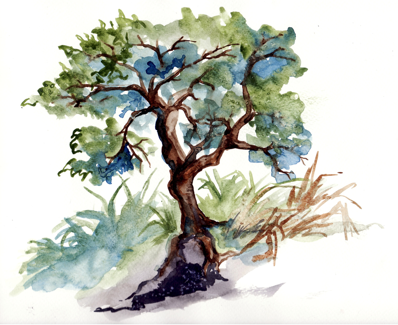 800x652 Watercolor Sketch - Tree Art Sketch