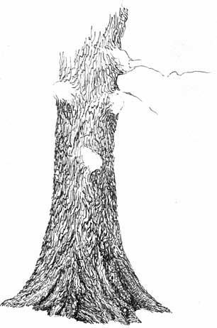 306x462 How To Draw An Oak Tree Step By Step - Tree Bark Sketch