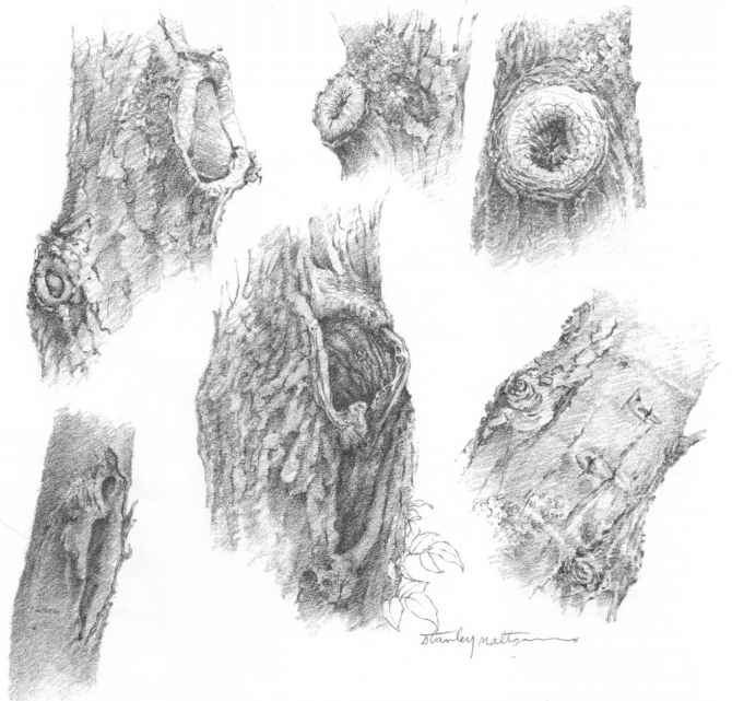 Tree Bark Sketch At Explore Collection Of Tree Bark Sketch 2436