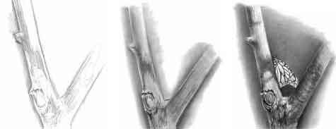 475x183 Lee Hammond How To Draw Tree Bark In Pencil - Tree Bark Sketch