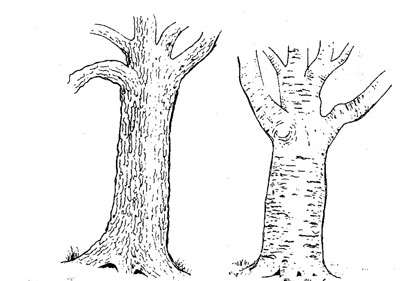 400x281 Sundayobserver.lk Jounior Observer Drawing And Painting Trees - Tree Bark Sketch