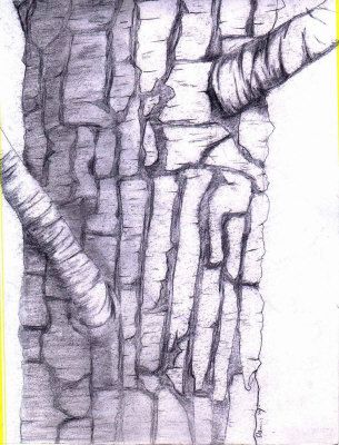 305x400 Tree Bark Drawing - Tree Bark Sketch