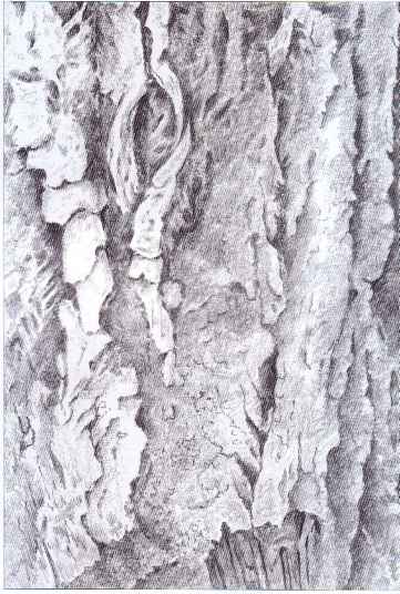 361x536 Weeping Willow Tree Pen - Tree Bark Sketch