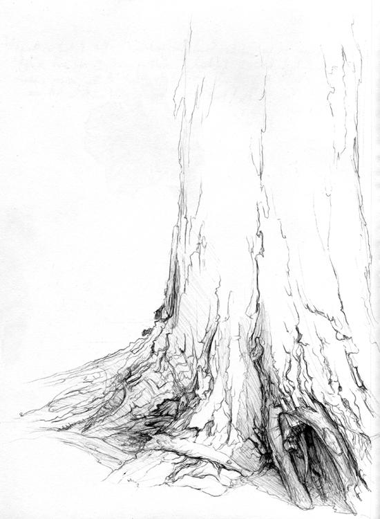 550x750 Bark Textures By Hibbary - Tree Bark Sketch