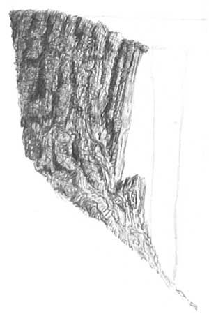 300x450 Drawing Tree Bark, Tree Stump, Pen And Ink Art Tutorial, Free Art - Tree Bark Sketch