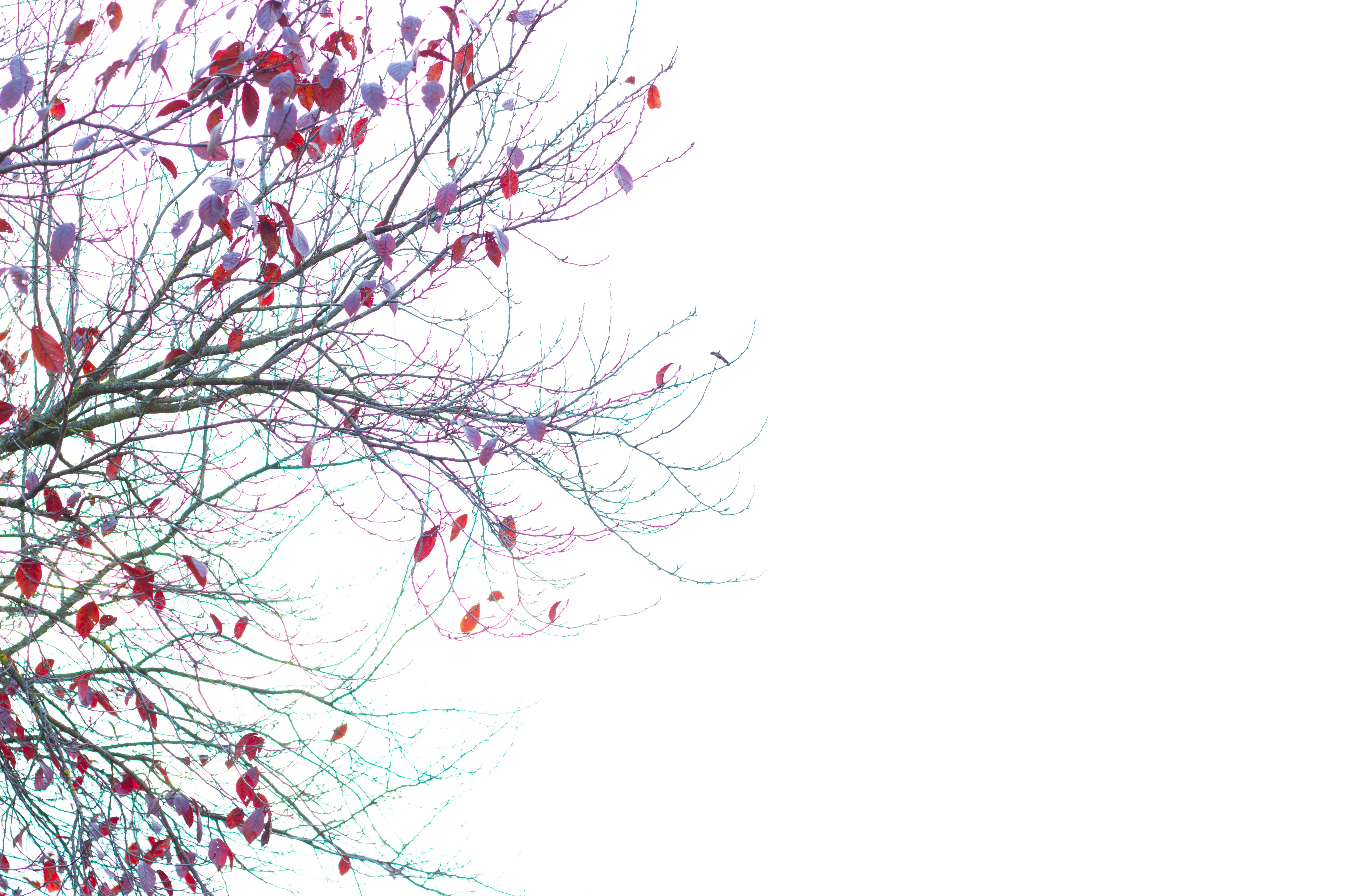 5184x3456 Free Images Tree, Branch, Flower, Line, Sketch, Drawing - Tree Branch Sketch