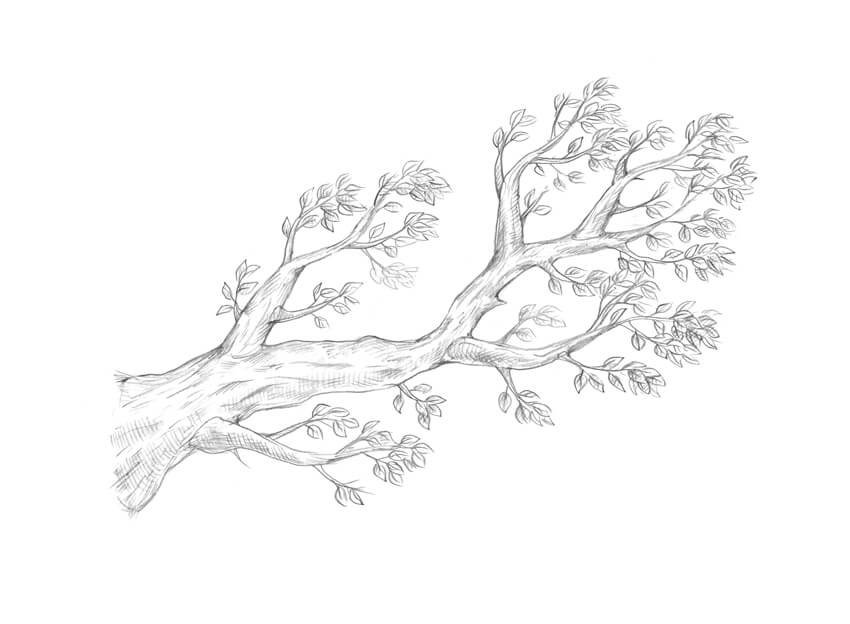 Tree Branch Sketch at Explore collection of Tree
