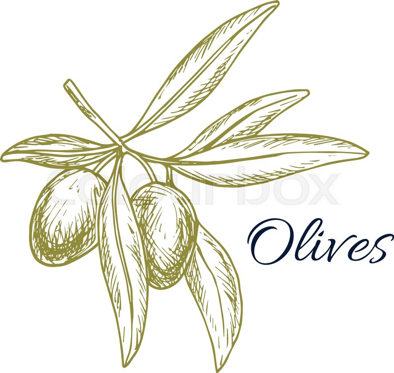 800x756 Olive Sketch Poster. Green Olive Fruit On Tree Branch With Leaves - Tree Branch Sketch