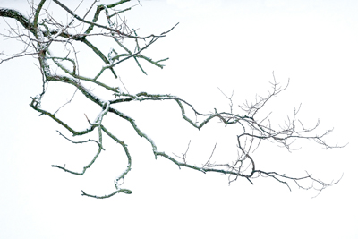 400x267 Winter Tree Branch Illustration Sunday Is For Lovers By - Tree Branch Sketch