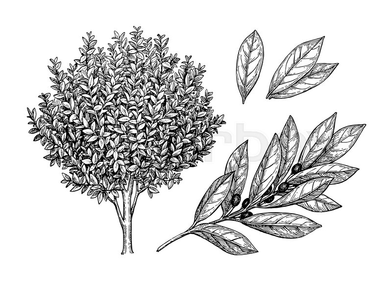 800x587 Bay Laurel Tree, Branch And Leaves. Ink Sketch Isolated On White - Tree Branch Sketch