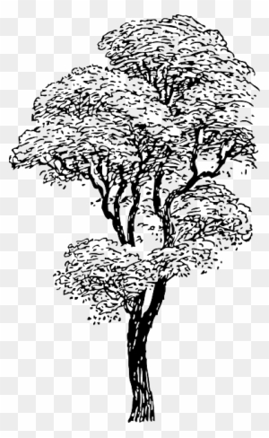 300x488 Outline, Drawing, Sketch, Tree, Cartoon, Winter, Trees - Tree Cartoon Sketch