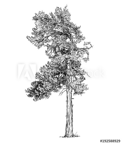 423x500 Cartoon Vector Doodle Drawing Illustration Of Old Pine Conifer Or - Tree Cartoon Sketch