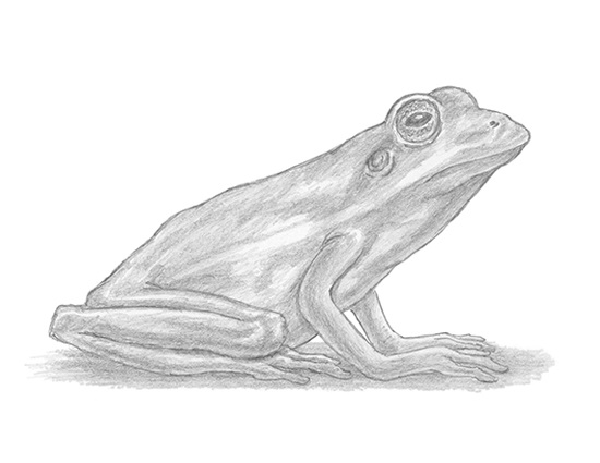 550x425 How To Draw A Frog (Red Eyed Tree Frog) - Tree Frog Sketch