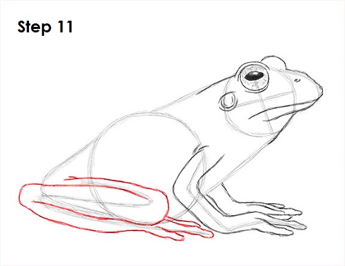 500x386 How To Draw A Frog - Tree Frog Sketch