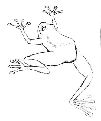334x400 Jason Pagura - Tree Frog Sketch