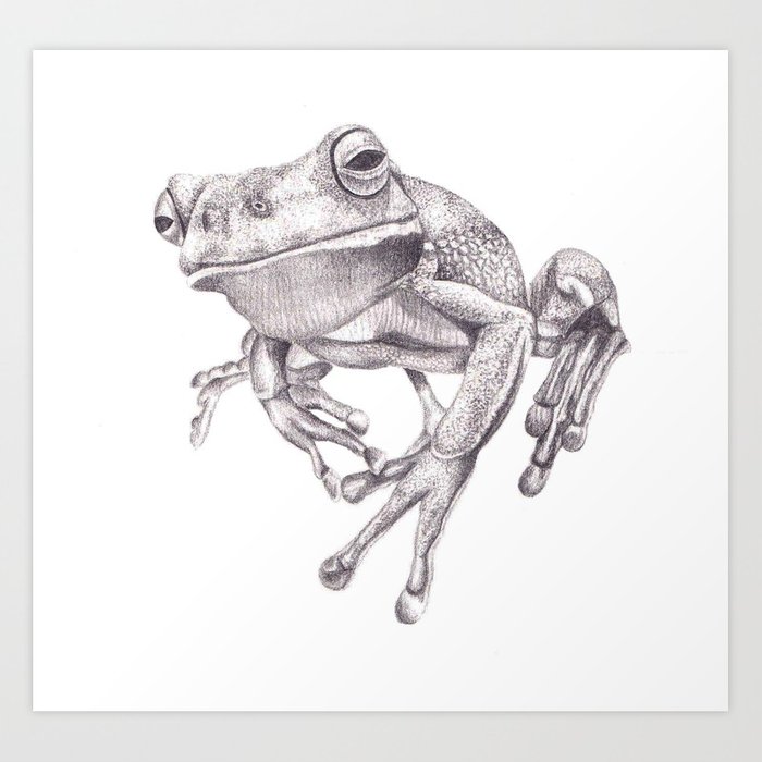 700x700 Pencil Drawing - Tree Frog Sketch
