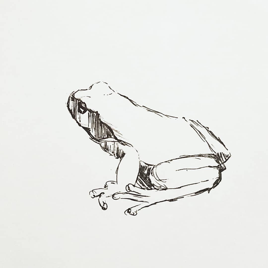 1080x1080 Quick Tree Frog Pen Sketch Sketches - Tree Frog Sketch