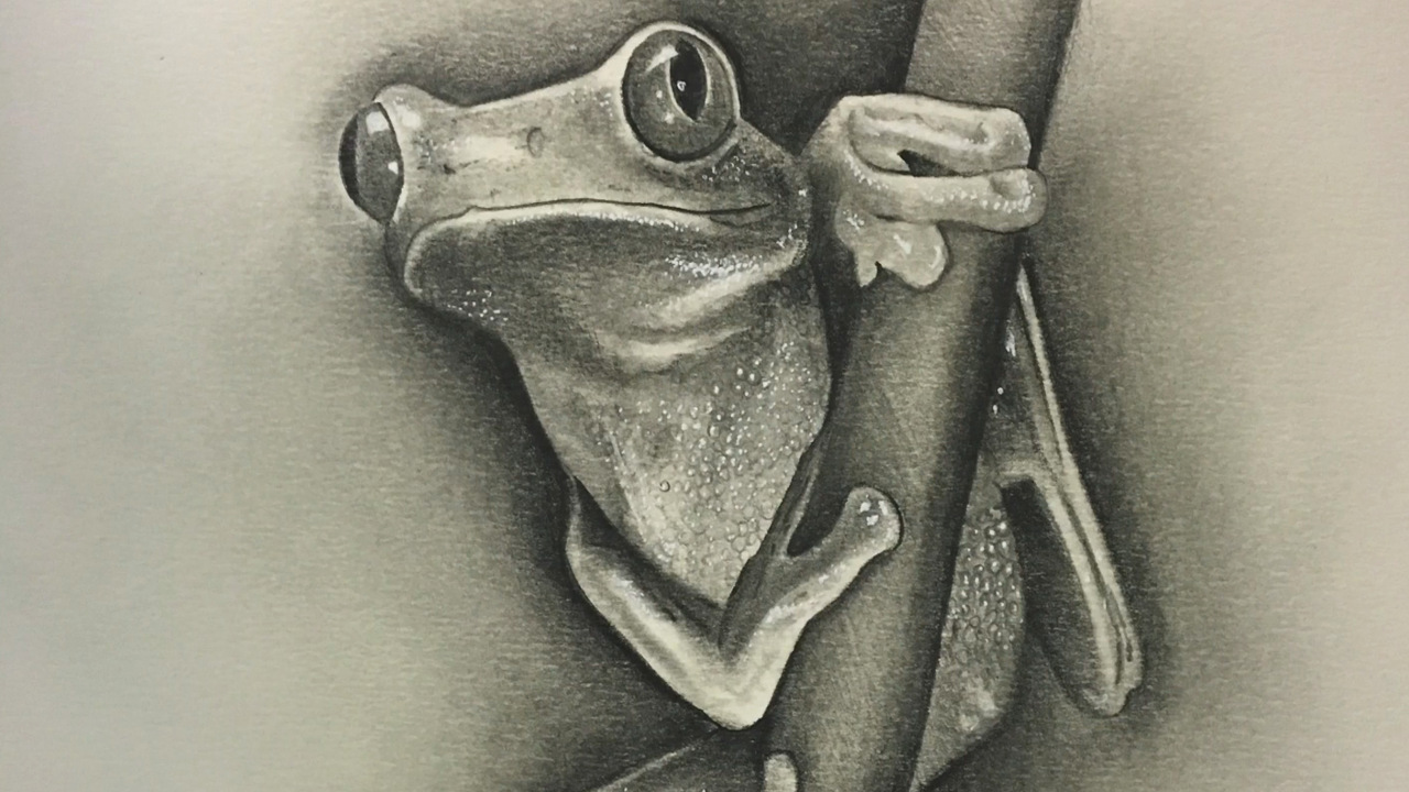 1280x720 Time Lapse Of An Incredible Graphite Tree Frog Sketch - Tree Frog Sketch